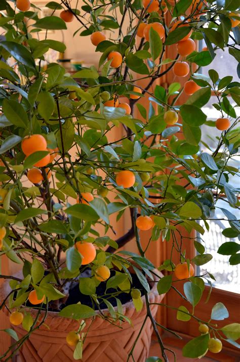 Calamondin Orange The Best Behaved Citrus Tree The Washington Post