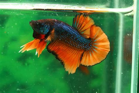 Depending on what you can see, you can decide if there are several methods on how to euthanize a betta fish. How Much Should You Feed a Betta Fish? - Aquariums at Home