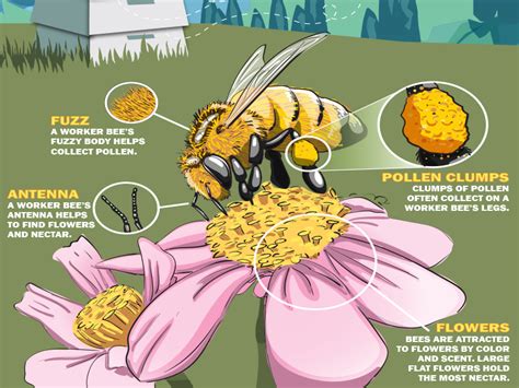 Pollination Process For Bees