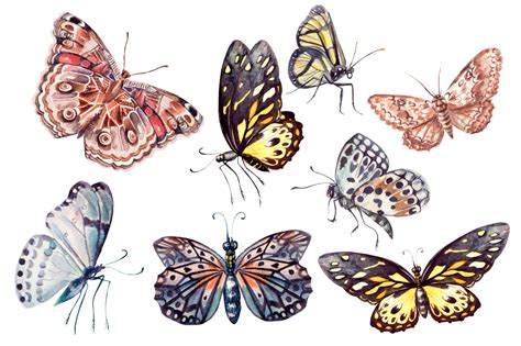 Beautiful Watercolor Butterflies 39512 Illustrations Design Bundles