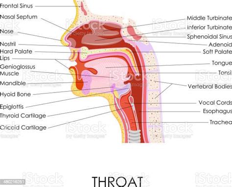 Human Throat Anatomy Stock Illustration Download Image Now Anatomy