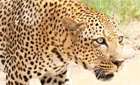 Big Cats Beyond Cecil Protecting African Leopards