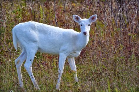 Albino Whitetail Deer Interesting Facts And Pictures All Wildlife