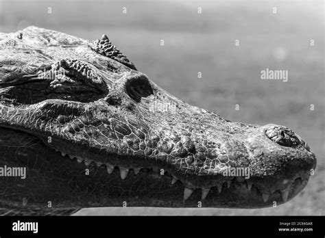 Alligator Crocodile Face Black And White Stock Photos And Images Alamy
