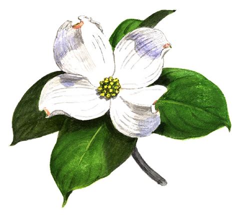 Dogwood Tree Flowers Color Outline Clipart Best