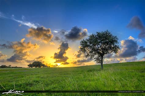 Grassy Hill Lone Tree At Sunset Dyer Park