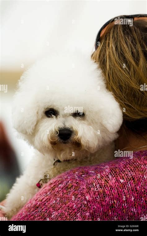 Close Up Of Bichon Frise Dog Hi Res Stock Photography And Images Alamy