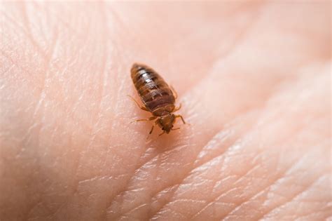 Mother Bed Bug Pest Phobia