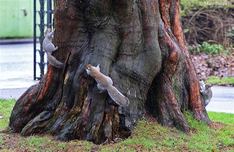 Squirrel Breeding Biology Introduction Wildlife Online