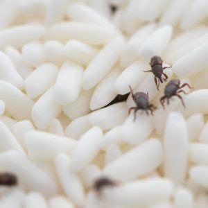 Tiny bugs in kitchen cabinets. Tiny Dark Brown Bugs In Kitchen Cabinet | www.stkittsvilla.com