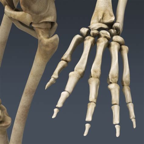 Stephen w leslie, md, facs. Human Male Anatomy - Body Muscles Skeleton... 3D Model .max .obj .3ds .fbx .c4d .lwo .lw .lws ...