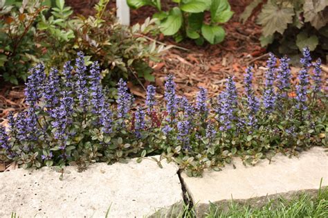 The Edgy Gardener Blog Amazing Ajuga