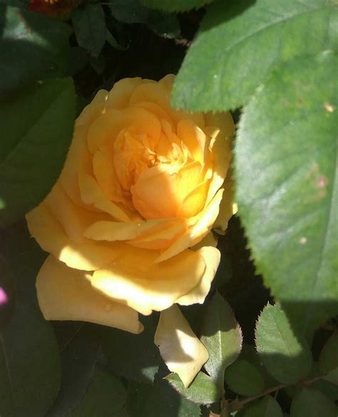 Terkeren 17 Gambar Bunga Rose Kuning Gambar Bunga Indah
