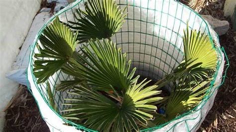 How To Winterize Your Palm Trees Progardentips