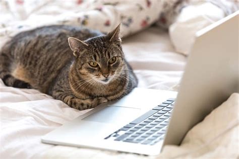 5 advice columns that cats would love to write catster