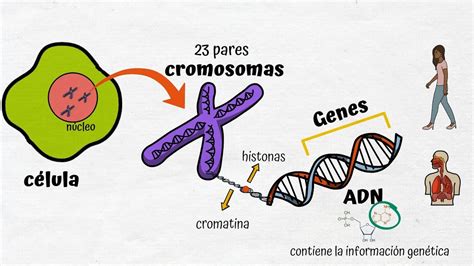 El Número De Cromosomas En El Adn De Las Moscas ¿cuántos Son