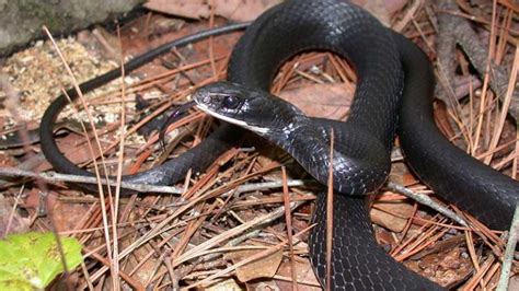 How To Identify Snakes In Sc Nc And Ga
