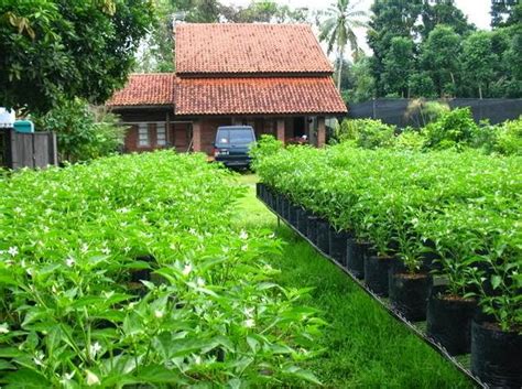 Tertarik membuat aquaponik di rumah anda? Berkebun Sayur di Pekarangan Rumah - Jurnal Asia