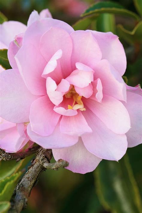 Camellia Sasanqua Pink Pearl Photograph By Geoff Kidd