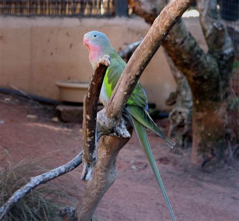 Princess Parrot Adelaide Zoo Trevors Birding