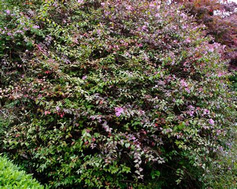 At your doorstep faster than ever. Abelia x Lavender Mist | GardensOnline