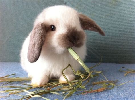 Holland Lop Alchetron The Free Social Encyclopedia