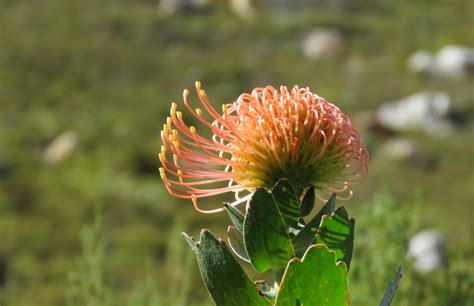 The most common south african flowers material is cotton. South African flowers open towards North Pole