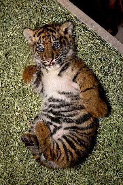 Un Beau Bebe Tigre Baby Animals Pictures Baby Animals Cute Tiger Cubs