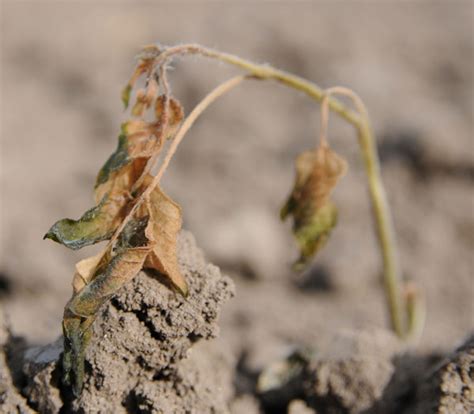The oil will help protect against rust and oxidation. Wind Damage To Tomato Plants | Cromalinsupport
