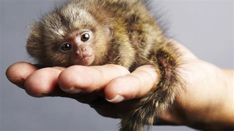 Est100 一些攝影some Photos Pygmy Marmoset The Worlds Smallest Monkey