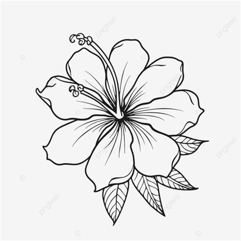 Black And White Drawing Of A Flower Outline Sketch Vector Tropical