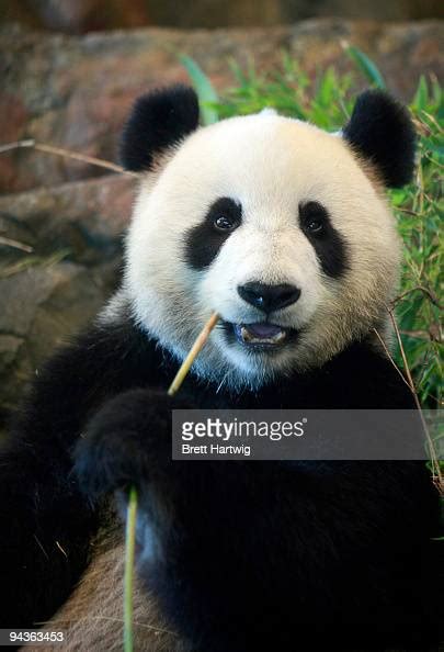 Giant Panda Funi Samples Bamboo In Her New Enclosure At Adelaide Zoo