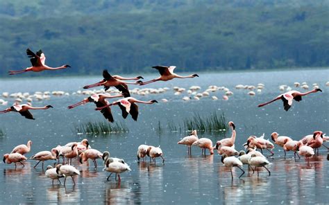 Flamingo Animals Birds Color Flight Fly Wings Nature Lakes