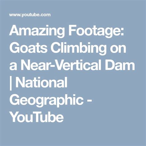Amazing Footage Goats Climbing On A Near Vertical Dam National