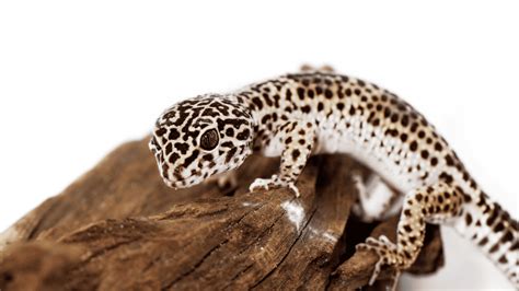 Are Leopard Geckos Good Pets For Children A Beginners Guide For