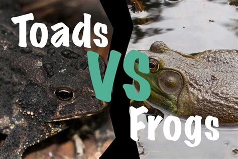 Toads Vs Frogs Differences And Similarities The Critter Hideout