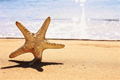 Starfish On The Beach Stock Photo Mitastockimages