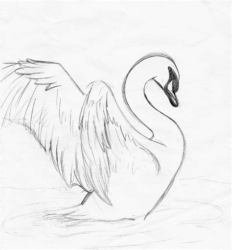 Swan Sketch By Elenaeris On Deviantart