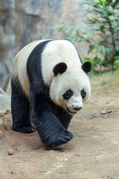 202 Giant Panda Tail Stock Photos Free And Royalty Free Stock Photos