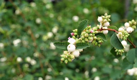 White Fruits Of A Common Snowberry Stock Image Image Of White