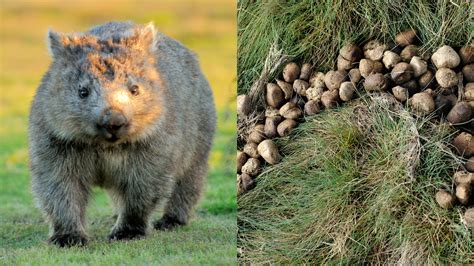 Wombat Poop Scientists Have Finally Discovered Why Its Cubed Fox 2