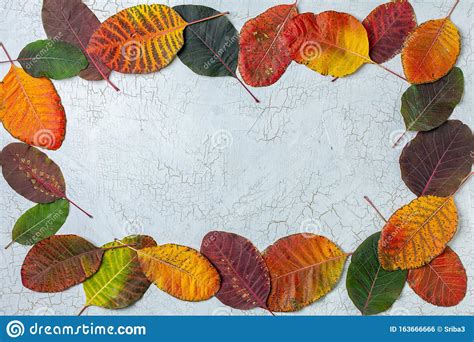 Frame Composed Of Colorful Autumn Leaves Stock Photo Image Of Bright