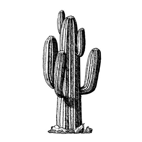 30 Tree Cactus Clip Art Illustrations Royalty Free Vector Graphics
