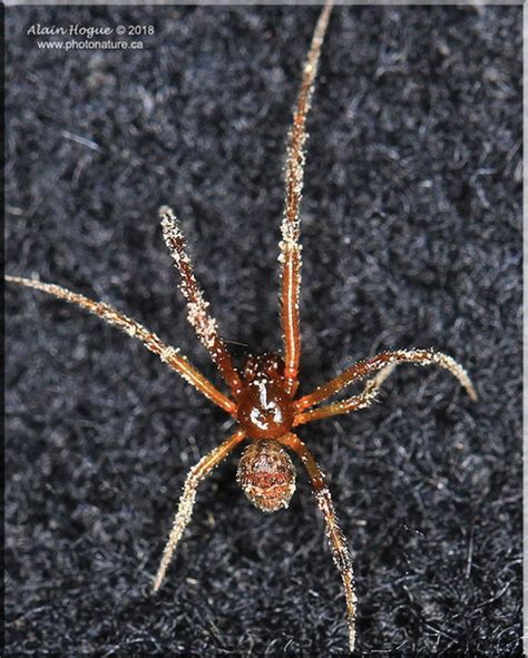 Parasteatoda Tepidariorum 0175 Photographies De La Nature Du Québec