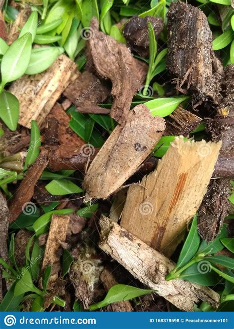 Check spelling or type a new query. Motten Im Garten Zwischen Holzsplittern Stockfoto - Bild ...