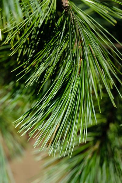 About Western White Pine Tree Species Identification Common Uses And