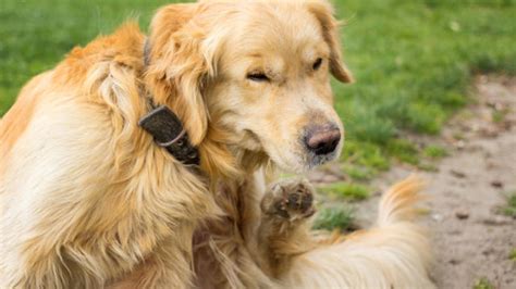 Can Stress Cause A Rash In Dogs