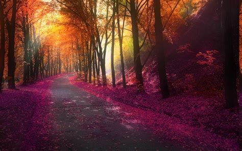 1230x768 Nature Fall Park Trees Colorful Landscape Leaves Hill Road