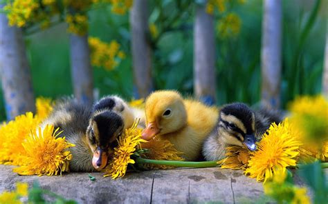 Nature Ducks Duckling Yellow Flowers Baby Birds 1920x1200