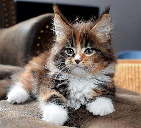 Maine coon cats & maine coon cat breeders. Pin on Cats and kittens